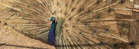 Purple Peacocks - Peacocks UK