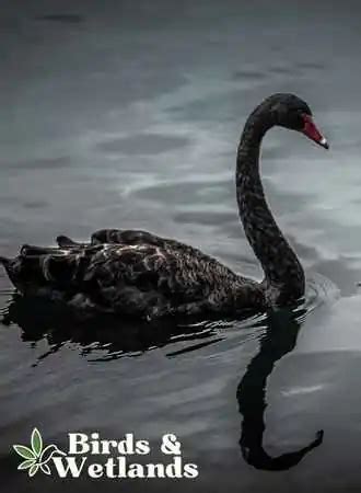 Revealing the Deeper Meaning Behind Swan Symbolism - Birds & Wetlands