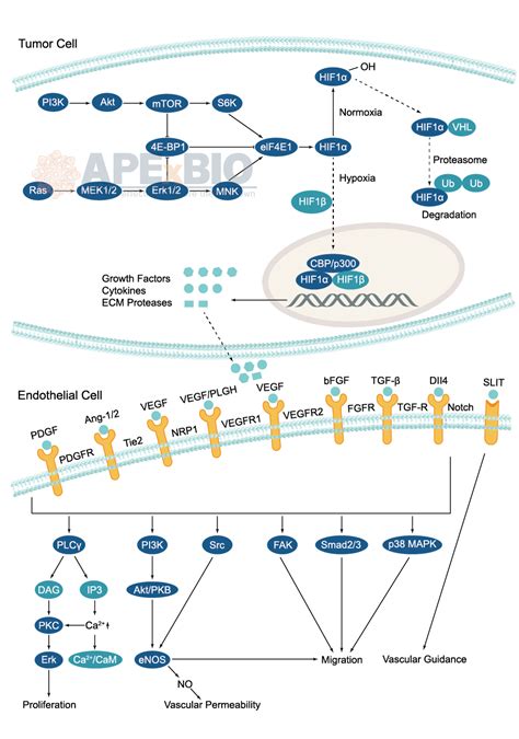 APExBIO - Angiogenesis - Signaling Pathways