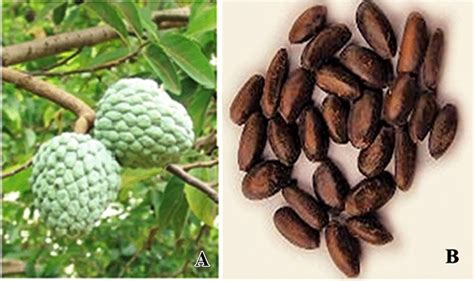 Annona Squamosa Seeds