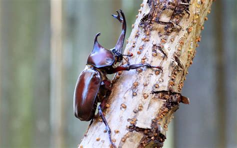 Japanese Rhinoceros Beetle - Species Profile & Facts - Insectic