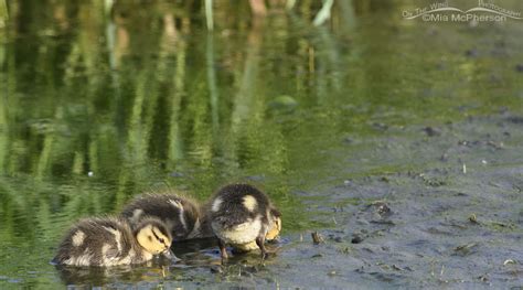 Mallard ducklings feeding at the edge of a creek – On The Wing Photography