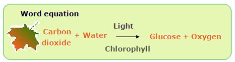 #48 Summary of plant nutrition | Biology Notes for IGCSE 2014 & 2024