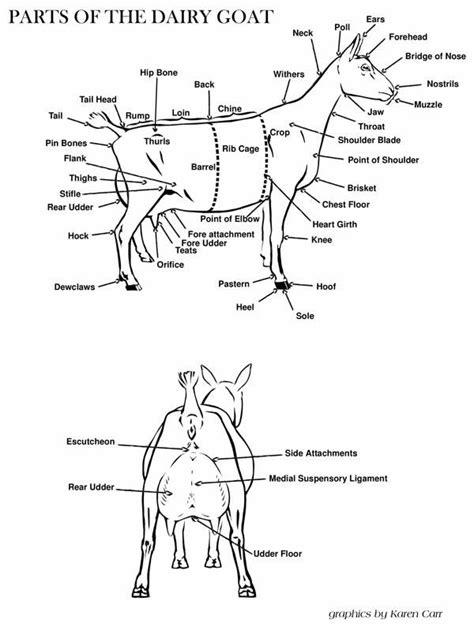 Goat Anatomy Diagram