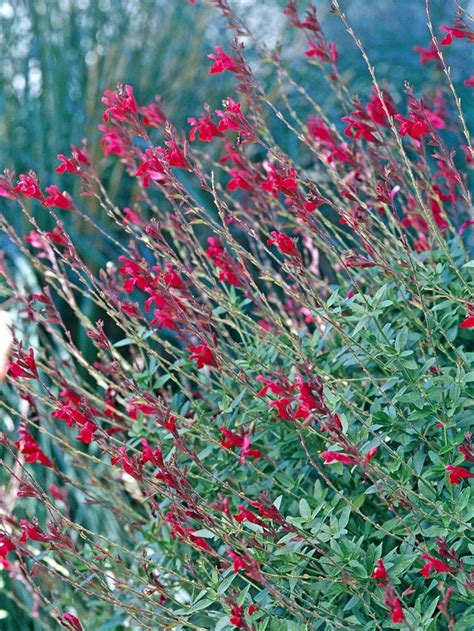 Raspberry Delight Salvia Drought Tolerant Perennials, Drought Resistant Plants, Flowers ...