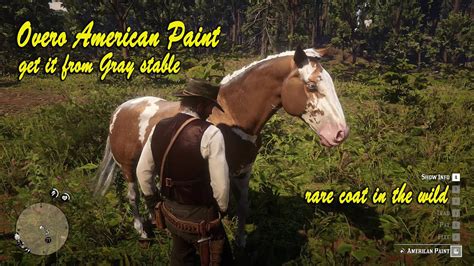 How to get Overo American Paint easy way RDR2. - YouTube