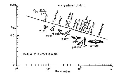 Bird Flight – Extreme Aerodynamics – JUSTAROCKETSCIENTIST.COM