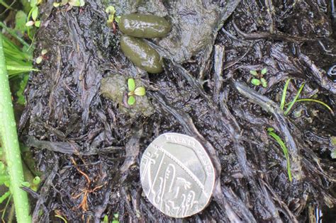 Water Vole Recovery Project Wales – Mammal Society