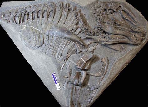 Fossils reveal new details about hadrosaur's appearance | Earth | EarthSky