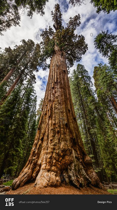 The General Sherman Tree, the world's largest living tree, Sequoia National Park, California ...