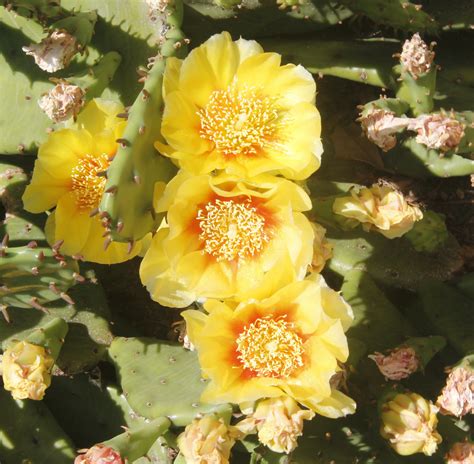 Cactus flowers new & old | Gail Frederick | Flickr