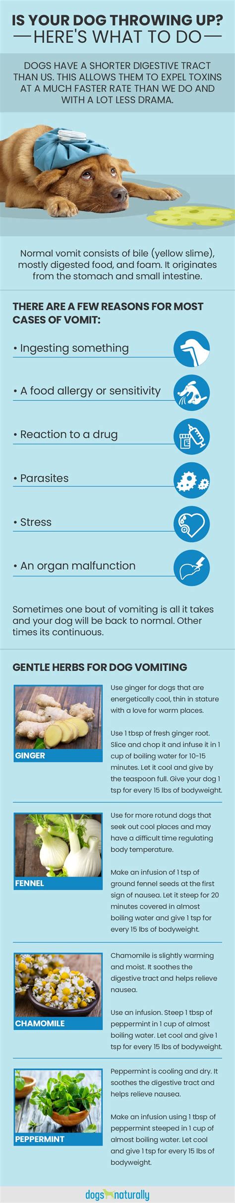 Best Home Remedies For Dog Vomiting | Dogs Naturally | Dog throwing up ...