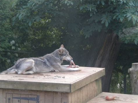 Colchester Zoo | Colchester zoo, Zoo, Animals