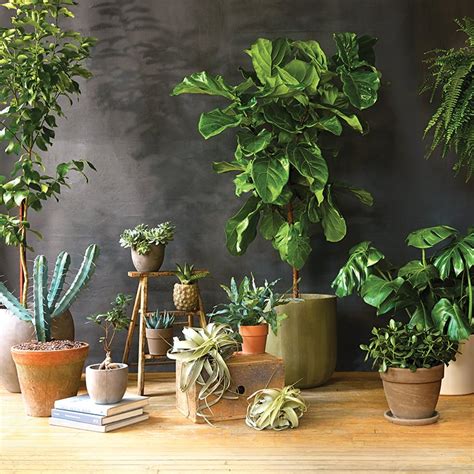 11 gorgeous, super-low-maintenance indoor plants - Chatelaine