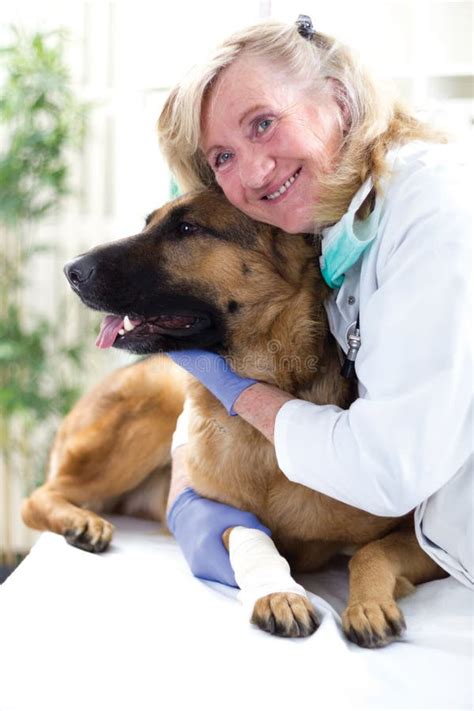 German Shepherd Dog Getting Bandage After Injury On His Leg By A Royalty Free Stock Image ...