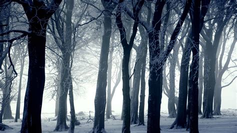 Dark Winter Forest Wallpapers - Top Free Dark Winter Forest Backgrounds ...