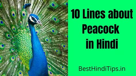 10 Lines About Peacock In Hindi | राष्ट्रीय पक्षी मोर पर 10 लाइन निबंध ...