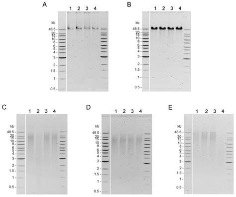 Optimization of high molecular weight DNA extraction methods in shrimp for a long-read ...
