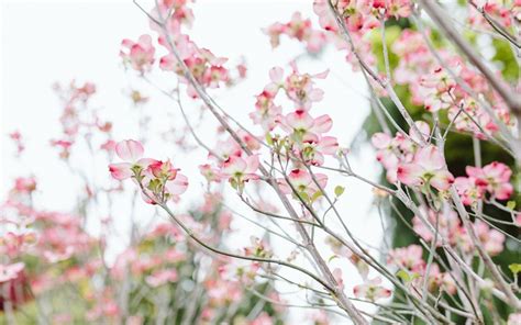 A Guide to Spring Flowering Trees - Dennis' 7 Dees | Landscaping Services & Garden Centers