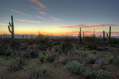 Desert Cactus Sunset Photograph by Dbushue Photography - Pixels