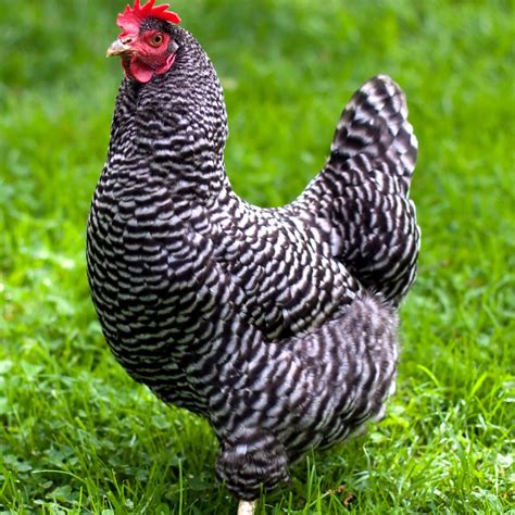 barred plymouth rock chicken | Chickens backyard breeds, Egg laying chickens, Chicken breeds