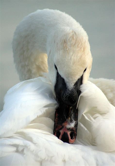 Swan Beak Plumage Mute - Free photo on Pixabay - Pixabay