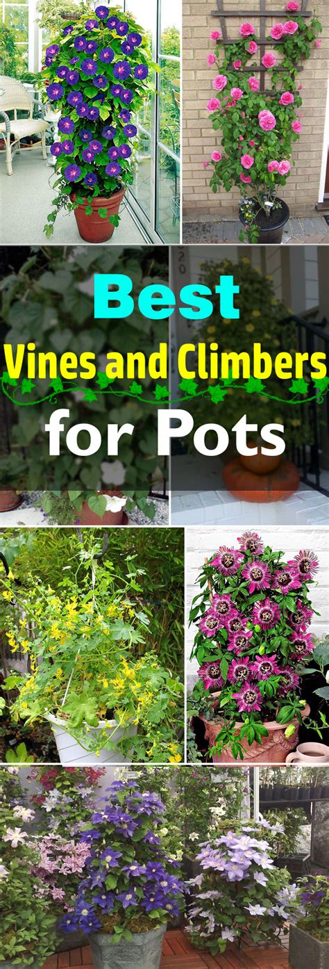 24 Best Vines for Containers | Climbing Plants For Pots | Balcony ...