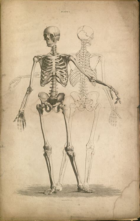 Human skeleton. | Skeleton drawings, Human skeleton, Skeleton art