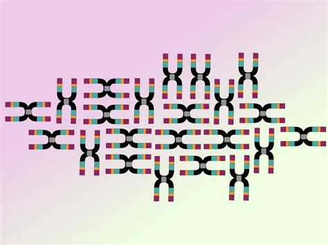 Chromosome- Definition, Structure, Function and Classification