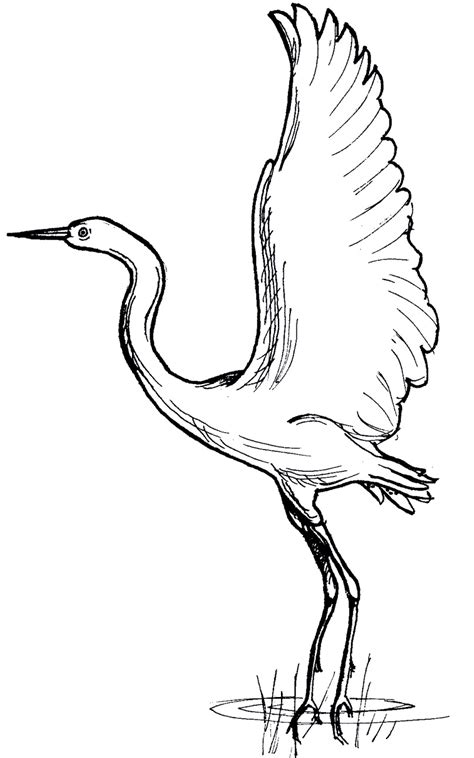 Download Siberian Crane coloring for free - Designlooter 2020 👨‍🎨