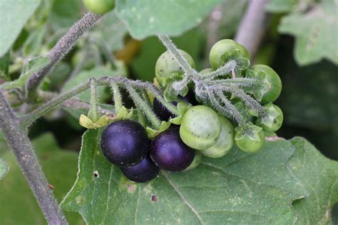 Black Nightshade