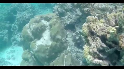 Snorkel en los Roques Venezuela - YouTube