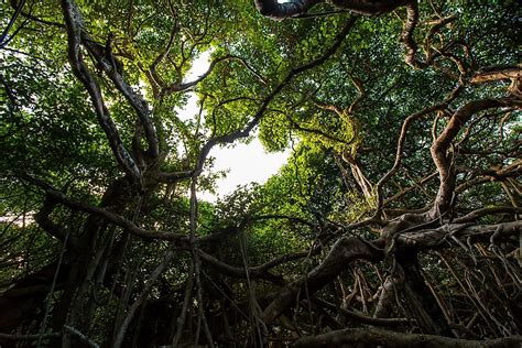 The Great Banyan Tree of India - WorldAtlas.com