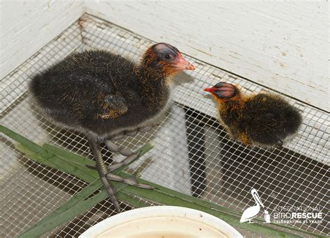 Baby American Coot Helping Feed Younger Coot - International Bird Rescue