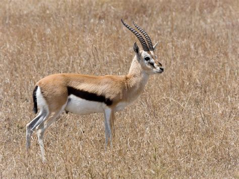 Thomson's Gazelle | The Most Famous Prey Species