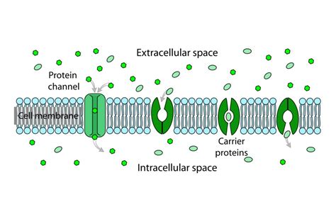 Diffusion: Passive Transport and Facilitated Diffusion