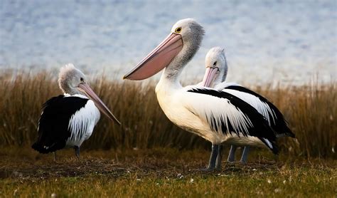 Australian Pelican facts, distribution & population | BioDB