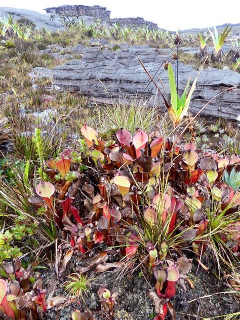 Venezuela: Mt Roraima – Roraima Carnivorous Pitcher Plants ...