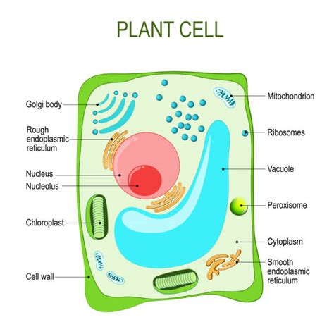 Royalty Free Vacuoles Clip Art, Vector Images & Illustrations - iStock