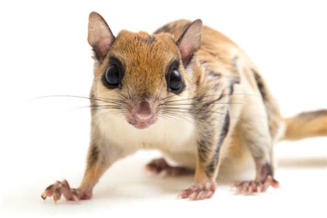 90+ Flying Squirrel Gliding Stock Photos, Pictures & Royalty-Free Images - iStock