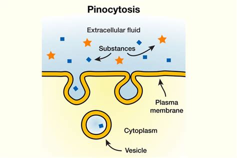 Pinocytosis Definition and Examples