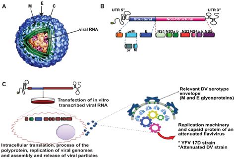 Dengue virus structure. A. DV virions are enveloped, containing three ...