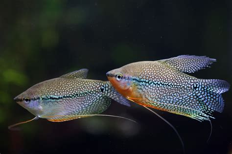 Pearl Gourami - The Care, Feeding and Breeding-of Pearl Gouramis - Aquarium Tidings