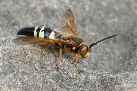 Maryland Biodiversity Project - Eastern Cicada Killer (Sphecius speciosus)