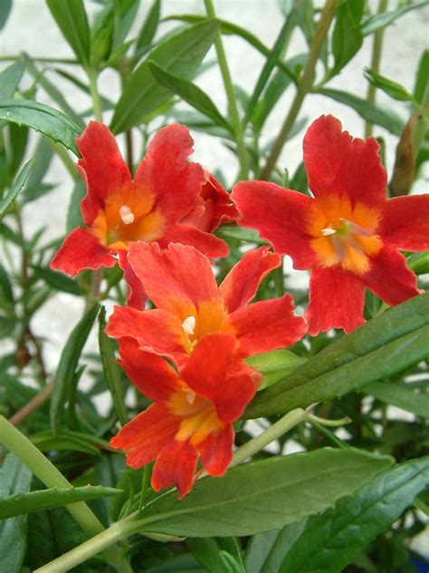 Oderings Garden Centre | Perennials - Mimulus Red