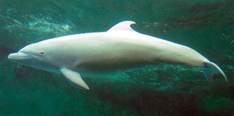 Incredibly rare pink dolphin lives in a notorious Japanese whale museum | Albino dolphin, Whale ...