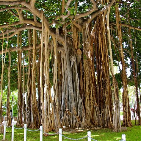 Manjhi Akshayavat, an immortal Banyan tree | Banyan tree, Old trees, Tree