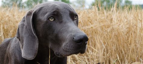 Weimaraner Training Tips - 6 Articles: Unique Suggestions ...