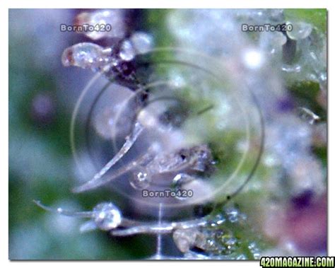 Digital Microscope @ 400x magnification view of Trichomes | 420 Magazine