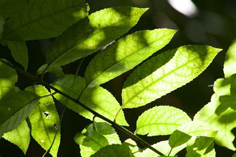 Mahoe – Melicytus ramiflorus – The Meaning of Trees